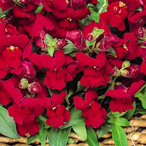 Antirrhinum F1 Appeal Red - Snapdragon | Garden Ready Bedding Plants 6 Pack