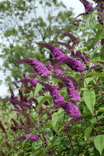 Buddleja davidii 'African Queen' 60–100 cm – Winterhart, Mehrjährig, Pflegeleicht – Schmetterlingsflieder – Zierstrauch für Garten & Beet
