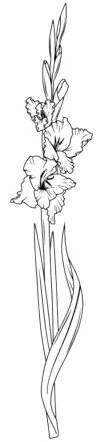 Birth Flower Journal: August - Gladiolus