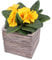 AAF Nommel ®, Pflanzschale 08 Blumentopf Holzoptik Pflanztopf quadratisch, Länge 12 cm, Breite 12 cm, Höhe 12 cm, Gewicht 0,95 kg