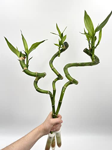3 X Dracaena Sanderiana Stems,Lucky Bamboo, Feng Shui Plant, Easy Care Plant, Water Bamboo, House Warming Gift, 3 Stems Included