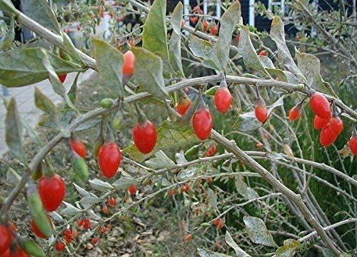 Gemeiner Bocksdorn Lycium barbarum Pflanze 15-20cm Goji-Beere Goji Wolfsbeere