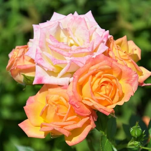 Zwergrose 'Little Sunset®', gelb mit rotem Rand, Topf 3 Liter, 4 Pflanzen