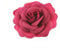 Zac's Alter Ego Fuchsia Rose Flower on Concord Clip & Elastic