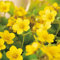 Teppich-Golderdbeere/Waldsteinie (Waldsteinia ternata) - 3 Pflanzen