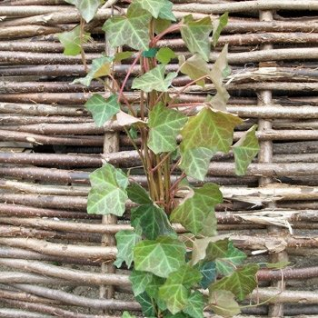 Großblättriger Efeu 'Hibernica' - Hedera helix 'Hibernica' 60-80 cm, 4-6 Triebe gestäbt