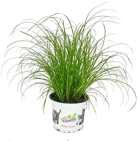 Exotenherz - Katzengras - Cyperus alternifolius - zur Verdauungsunterstützung von Katzen
