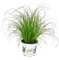 Exotenherz - Katzengras - Cyperus alternifolius - zur Verdauungsunterstützung von Katzen