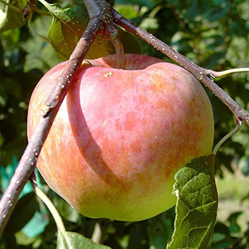 Jamba, aromatischer knackiger Sommerapfel als Halbstamm, ca. 150-170 cm wurzelnackt Unterlage M7