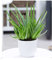 BALDUR Garten Echte Aloe Vera, 1 Pflanze, hoch im 12 cm-Topf, Aloe barbadensis Miller, Gel vielseitig verwendbar, Luftreinigende Zimmerpflanze, Wüstenlilie, Sukkulente, mehrjährig - frostfrei halten