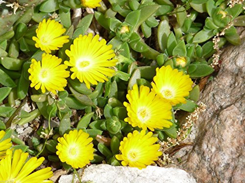 Delosperma congestum Gold Nugget (30 Samen) Sehr Kalt Hardy Sukkulenten Aptenia