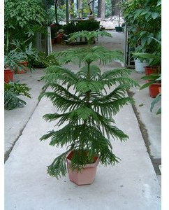 2016 50 semillas de Araucaria las plantas al aire libre refrescante Bonsai Semillas de plantas Semillas follaje de los árboles 49%