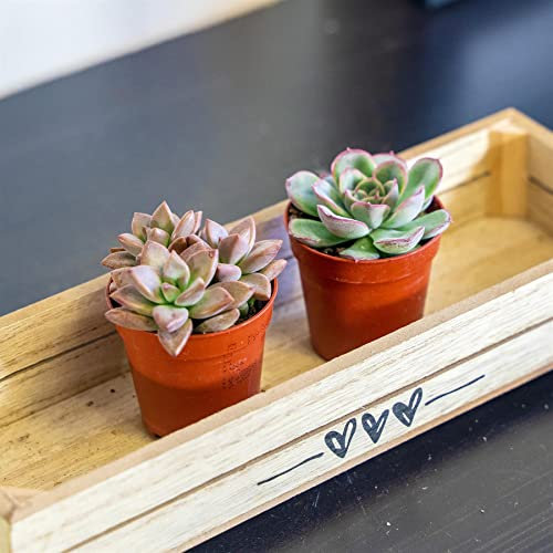 Lot de 2 mini plantes succulentes et cactus 10 styles (aléatoire) pour décoration d'intérieur