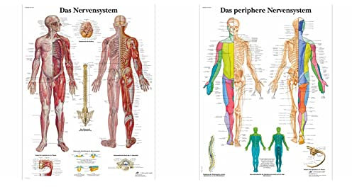 3B Scientific Lehrtafel laminiert - Das Nervensystem & Lehrtafel laminiert - Das periphere Nervensystem