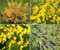 Scotch Broom Cytisus Scoparius 100+ Seeds