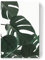 artboxONE Leinwand 30x20 cm Typografie Natural Monstera von Emanuela Carratoni