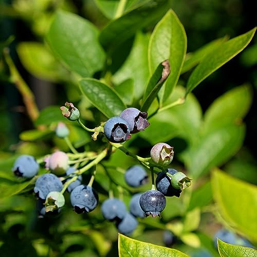 500 Pcs Heidelbeeren Pflanzen Samen, Spalierobst Bäume Bonsai Topf Blaubeeren Pflanzen Bonzai Baum Pflanztopf Winterharte Kübelpflanzen Obst Samen Balkonpflanzen Winterhart Exotische