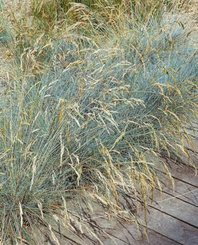 Festuca valesiaca 'Glaucantha' 9x9 cm Topf – Winterhart, Mehrjährig, Pflegeleicht – Blau-Schwingel – Ziergras für Steingarten & Beet