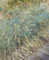 Festuca valesiaca 'Glaucantha' ca. 9x9 cm Topf - Blau-Schwingel, dekoratives Ziergras, ideal für Steingärten, trockenheitsresistent, pflegeleicht