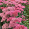 fetthenne pflanze samen - balkon gartenpflanzen exotische pflanzen für draußen bodendecker winterhart mehrjährig schattenpflanzen Seltene Pflanzen Serie einfacher Anbau wildblumensamen 150pcs