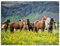 ARTLAND Wanddeko Leinwand Bilder Wandbild 60x45 cm Pferd Wildpferde Herde Isländer Island Tiere Natur Landschaft Blumen T1SL