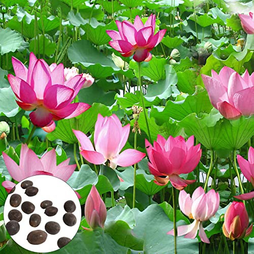 LovePlz 20 Semillas de Flores fáciles de germinar, Semillas de Loto Fresco tolerantes a la sequía, Semillas de Plantas acuáticas al Aire Libre Rosa