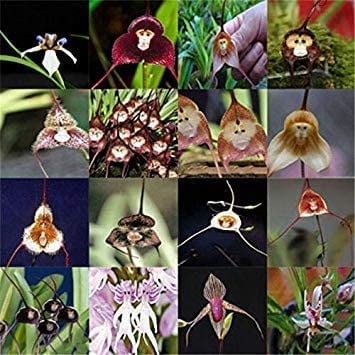 Schöne 100PCS Bonsai Pflanze semillas Dracula Simia AFFE-Gesicht Orchideen-Blume semillas Sementes: Mix: Only seeds