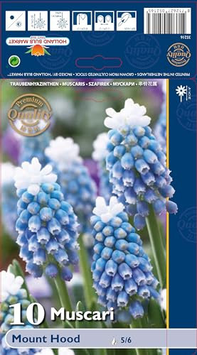 Muscarizwiebeln : Muscari - Traubenhyazinthe Mount Hood 5 Blumenzwiebeln