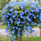 Clematis Rampicante - Grande Fioritura, Piante Perenni Resistenti, Bulbi Di Piantagione Rampicante, Piantagione Da Esterni, Decorazione Da Giardino-8 bulbi-J