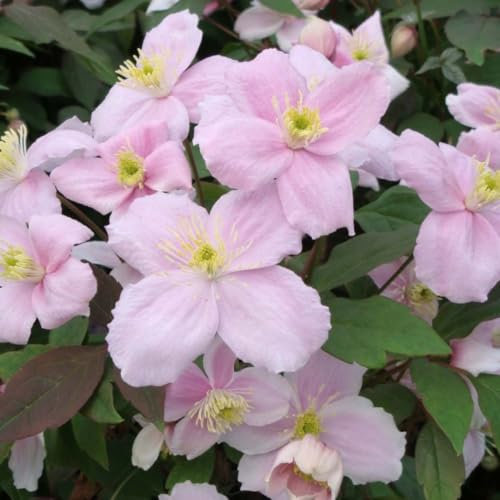 Clematis Montana 'Mayleen' - Rapid-Growth Climber with Satin-Pink Blooms - Best Scented Variety - Sparkling Bronze Foliage -2X 3 Litre Pot by Thompson & Morgan