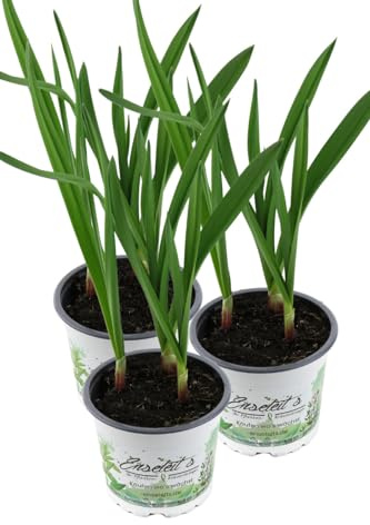 3er Set Knoblauch Pflanze, Echter Knoblauch, Marktfrische Qualität 12 cm Topf (Allium sativum)