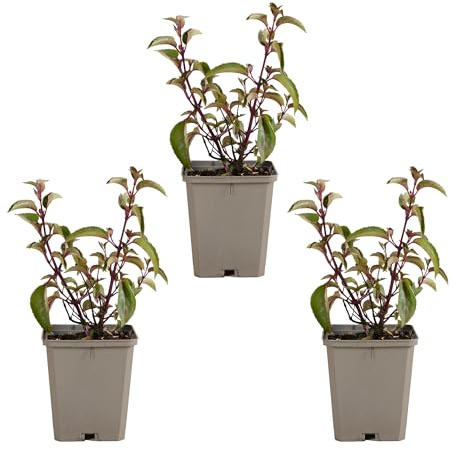 Bloomique - 3er-Set - Fuchsie Madame Cornelissen - Glockenpflanze - Gartenpflanzen - Winterhart - Höhe 10-20cm - Topf 9x9cm
