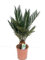Palmfarn, (Cycas revolutaca), pflegeleichte Zimmerpalme, Sagopalme (ca. 60cm hoch, im 17cm Topf)