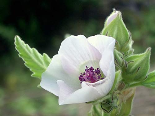 150 Graines de Guimauve Officinale - fleurs plante médicinale - semences paysannes reproductibles - SemiSauvage