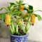 yanbirdfx Blumen Samen für Garten und Balkon-100 Stück Seltene Zwerg Bananenbaum Samen Mini Bonsai Exotische Hausgarten Obstpflanzen