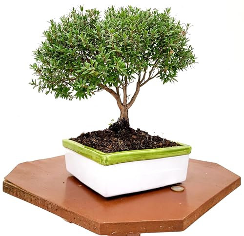 POWERS TO FLOWERS - MIRTO BONSAI COLTIVATO IN CIOTOLA CERAMICA BASSA 17X17 CM, piante vere