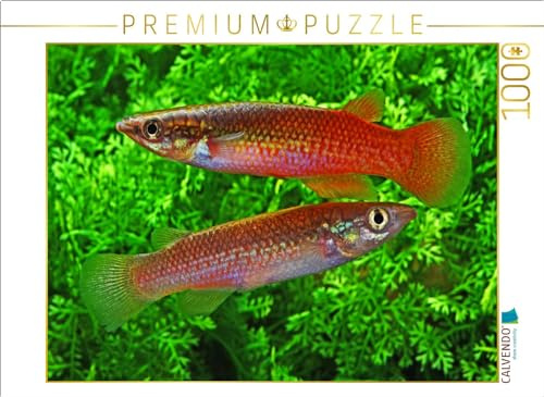 CALVENDO Puzzle Pachypanchax sakaramyi, MADAGASKA | 1000 Teile Lege-Größe 64 x 48 cm Foto-Puzzle für glückliche Stunden