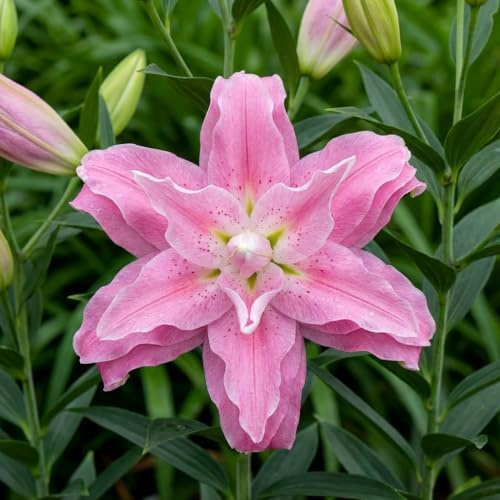 Lilien Zwiebeln Winterhart Mehrjährig - Rosa Pastellfarben - 10 Zwiebeln