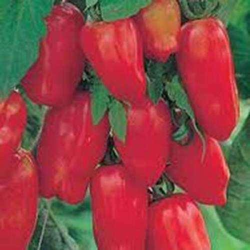 Tomate San Marzano Hirloom Bio 100 Samen Tomatensamen Klassische Tomate