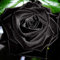 TOYHEART 100Pcs Premium Blumensamen, Rosensamen Rustikale Auffällige Leichte Schwarze Rosensamen Für Balkon Schwarz