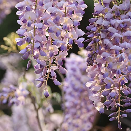 Haloppe 200 Pz Semi di Piante di Glicine Viola per la Piantagione del Giardino di Casa, Semi di Glicine Viola Semi di Fiori Naturali per Giardino Mescola Il Colore