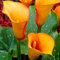 50 Calla-Lilien-Blumensamen Orange