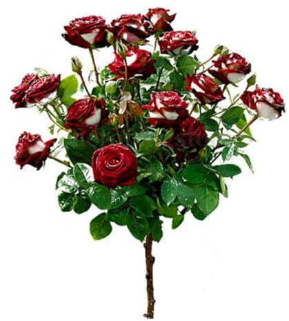 Roadoor 200 Stück Seltene Rosensamen Klettern Rose Bush Samen Nicht-GMO Offene Bestäubungssamen für Balkon Außengärten Rot