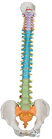 3B Scientific Menschliche Anatomie - Flexibles Wirbelsäulenmodell - didaktisch + kostenlose Anatomie App - 3B Smart Anatomy, A58/8