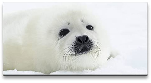 Paul Sinus Leinwandbild 120x60cm Weiße Robbe Flauschig Schnee Süß Tierfotografie