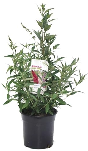 Buddleja davidii Buzz Tricolor - Zwerg Sommerflieder 3 Blütenfarben winterhart für Kübel, Garten