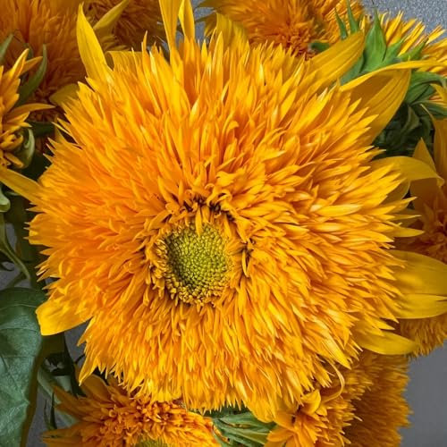 200 piezas Helianthus annuus plantas de jardín, plantas perennes resistentes semillas de girasol perenne pasto de abejas, plantas en macetas para exterior flores, lecho de hierbas