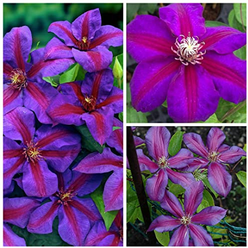 Clematis Mrs N Thompson Climbing Plant - Strong Flowering Clematis 25-40cm in Height (3 Plants)