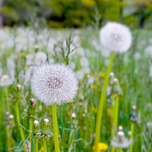 löwenzahnsamen löwenzahn wildkräuter, balkon kräutergarten, zimmerpflanzen kräutergarten küche gartenpflanzen, deko wohnzimmer 300samen