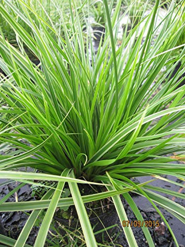 Weißrandige Japansegge - Carex morrowii Variegata